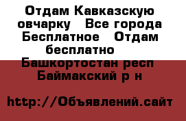 Отдам Кавказскую овчарку - Все города Бесплатное » Отдам бесплатно   . Башкортостан респ.,Баймакский р-н